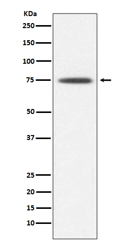 1 - Anti-Hsp75 TRAP1 Rabbit Monoclonal Antibody ABO13717