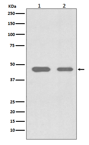 1 - Anti-Cdc37 Rabbit Monoclonal Antibody ABO13718