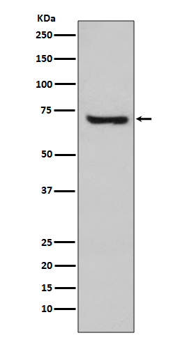 1 - Anti-HSPA2 Rabbit Monoclonal Antibody ABO13719