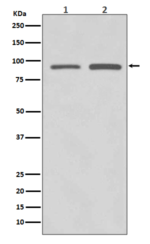 1 - Anti-SUZ12 Rabbit Monoclonal Antibody ABO13721