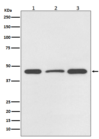 1 - Anti-DUSP1/Mkp 1 Rabbit Monoclonal Antibody ABO13724