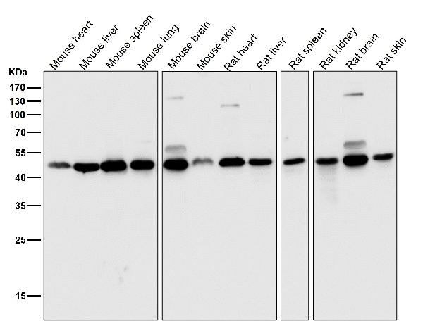 1 - Anti-DUSP1/Mkp 1 Rabbit Monoclonal Antibody ABO13724