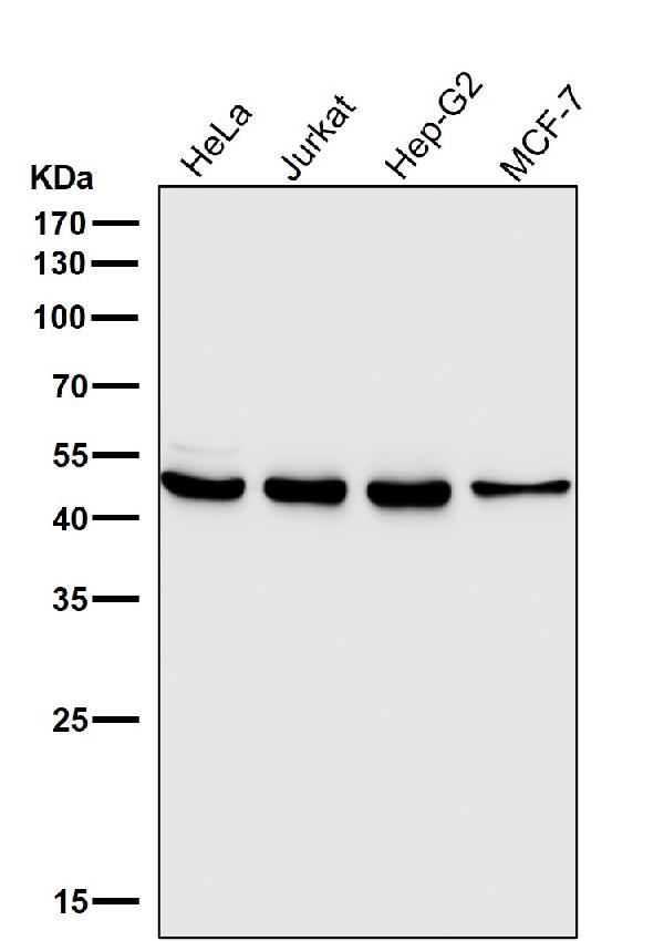 1 - Anti-DUSP1/Mkp 1 Rabbit Monoclonal Antibody ABO13724