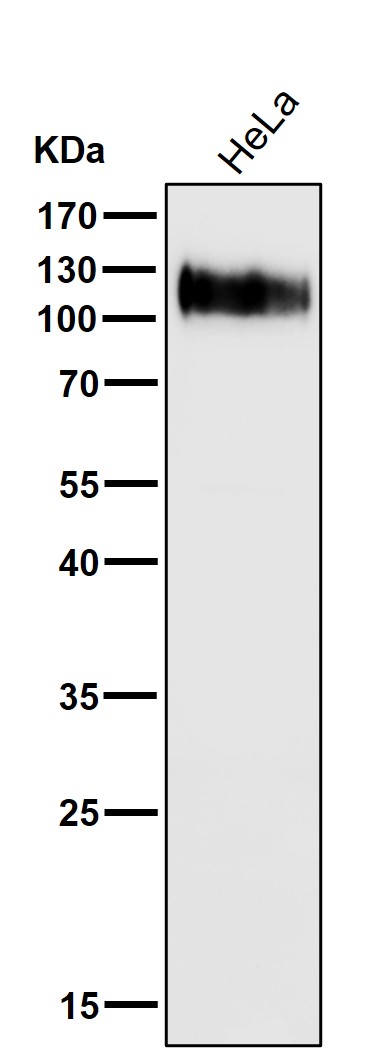 1 - Anti-LAMP1/Cd107A Rabbit Monoclonal Antibody ABO13727