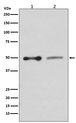 1 - Anti-EBP50 SLC9A3R1 Rabbit Monoclonal Antibody ABO13729
