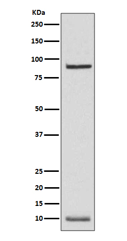 1 - Anti-NEDD8 Rabbit Monoclonal Antibody ABO13732
