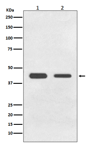 1 - Anti-BMP11 GDF11 Rabbit Monoclonal Antibody ABO13733