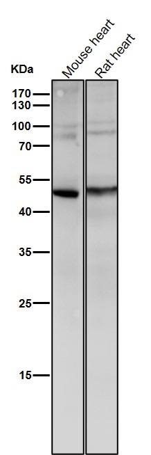 1 - Anti-BMP11 GDF11 Rabbit Monoclonal Antibody ABO13733