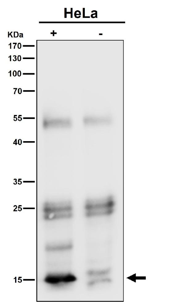 1 - Anti-VAMP8/Endobrevin Rabbit Monoclonal Antibody ABO13734