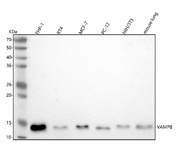 1 - Anti-VAMP8/Endobrevin Rabbit Monoclonal Antibody ABO13734