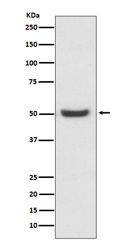 1 - Anti-PDIA6/Erp5 Rabbit Monoclonal Antibody ABO13735