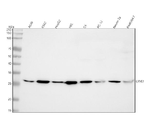 1 - Anti-LYVE1 Rabbit Monoclonal Antibody ABO13736