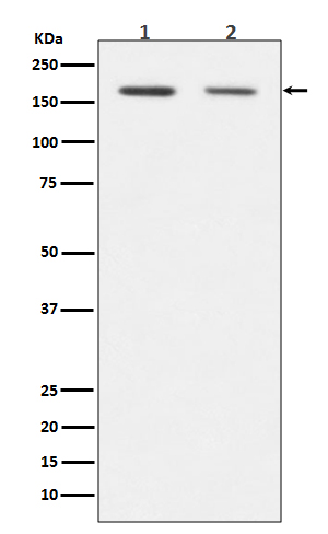1 - Anti-Dnmt1 Rabbit Monoclonal Antibody ABO13740