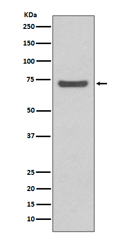 1 - Anti-ABCG2/Bcrp Rabbit Monoclonal Antibody ABO13742