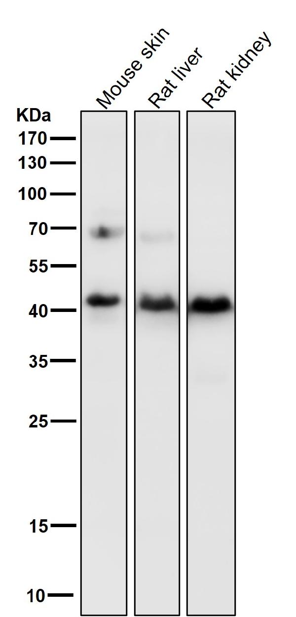 1 - Anti-PDHA1/Pdh E1Alpha Rabbit Monoclonal Antibody ABO13743