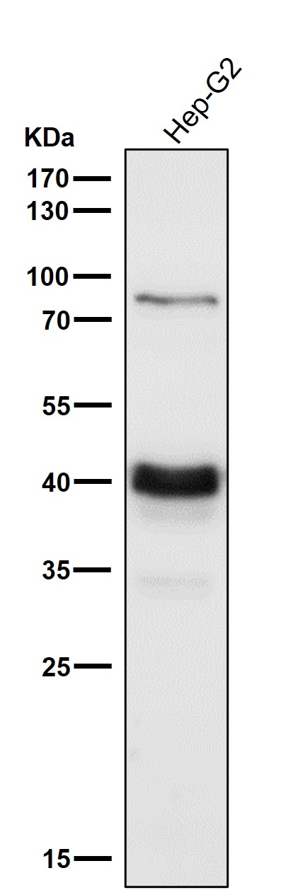 1 - Anti-PDHA1/Pdh E1Alpha Rabbit Monoclonal Antibody ABO13743