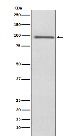 1 - Anti-PROX1 Rabbit Monoclonal Antibody ABO13748