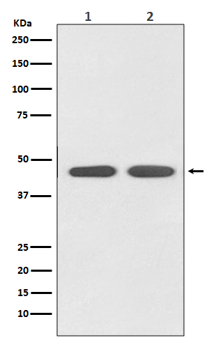 1 - Anti-AGTR1 Rabbit Monoclonal Antibody ABO13749