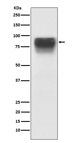 1 - Anti-TGN46 Rabbit Monoclonal Antibody ABO13751