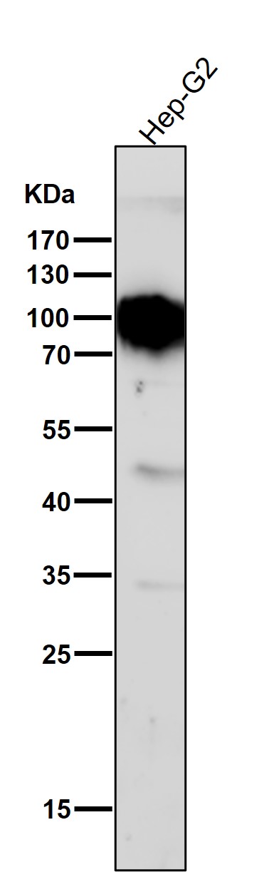 1 - Anti-TGN46 Rabbit Monoclonal Antibody ABO13751