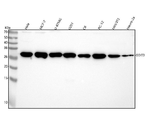 1 - Anti-DDIT3/Chop Rabbit Monoclonal Antibody ABO13752