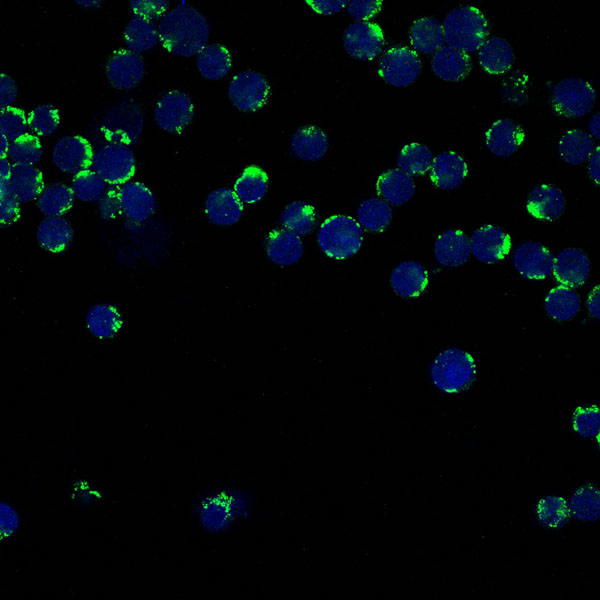 3 - Anti-CD147 BSG Rabbit Monoclonal Antibody ABO13753