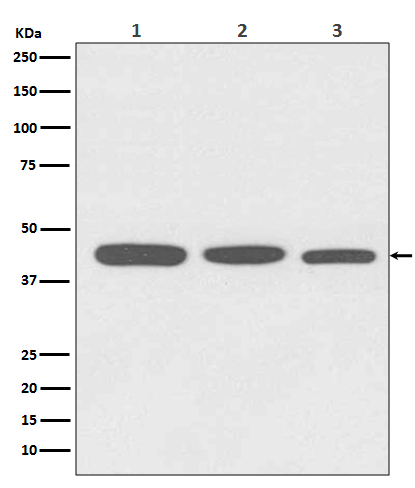 1 - Anti-Actin ACTA1 Rabbit Monoclonal Antibody ABO13755