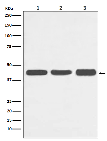 1 - Anti-Actin ACTA1 Rabbit Monoclonal Antibody ABO13756