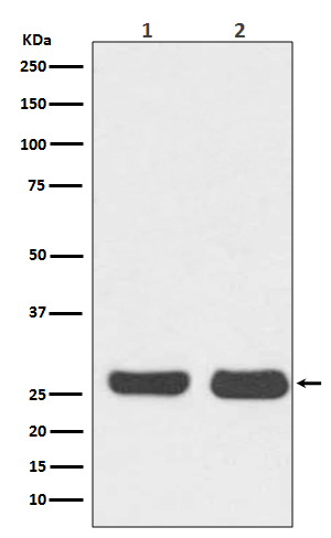 1 - Anti-Bcl-2 Rabbit Monoclonal Antibody ABO13757