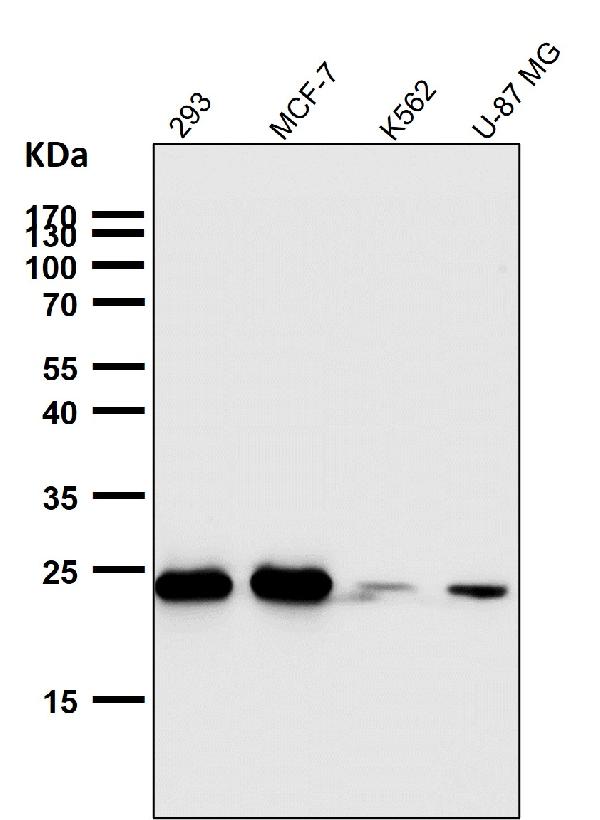 1 - Anti-Bcl-2 Rabbit Monoclonal Antibody ABO13757