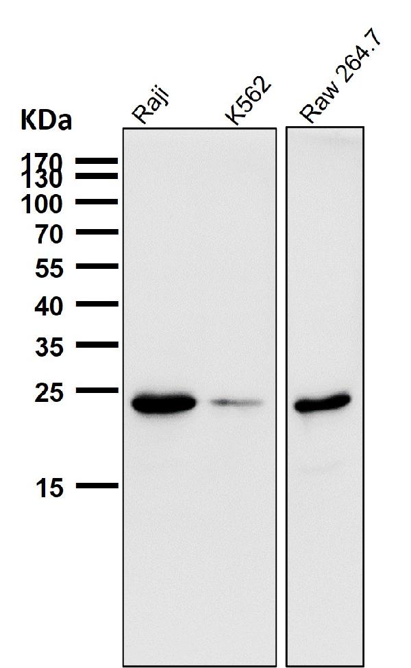 1 - Anti-Bcl-2 Rabbit Monoclonal Antibody ABO13757