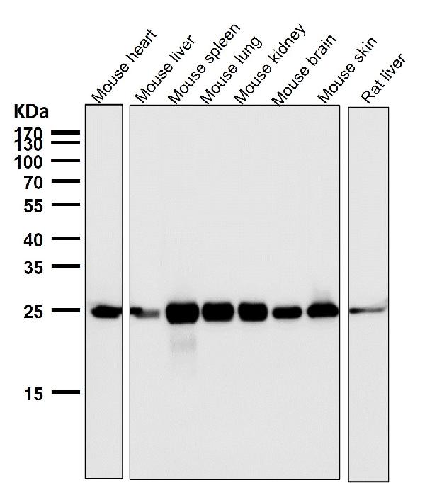 1 - Anti-Bcl-2 Rabbit Monoclonal Antibody ABO13757