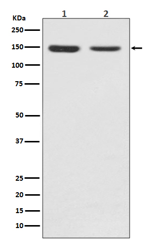 1 - Anti-FGFR2 Rabbit Monoclonal Antibody ABO13758