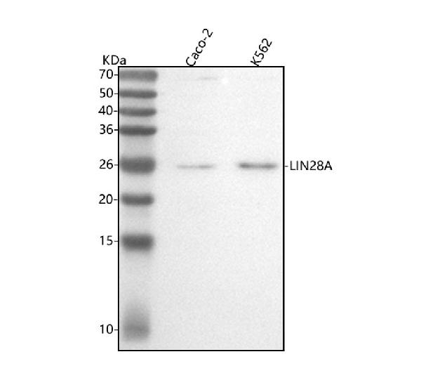 1 - Anti-Lin28 LIN28A Rabbit Monoclonal Antibody ABO13759