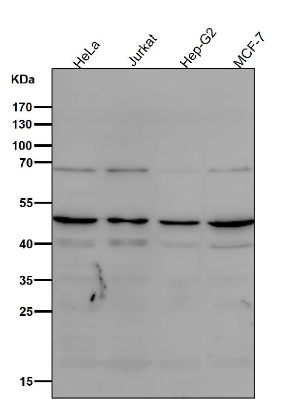 1 - Anti-MyoD1/Myod Rabbit Monoclonal Antibody ABO13762