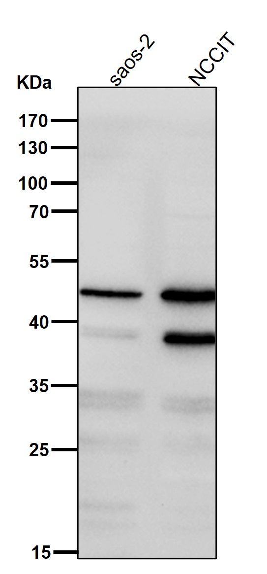 1 - Anti-MyoD1/Myod Rabbit Monoclonal Antibody ABO13762