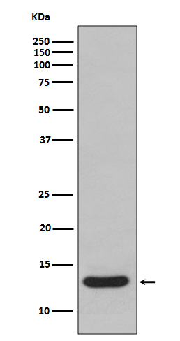1 - Anti-FABP1/L Fabp Rabbit Monoclonal Antibody ABO13763