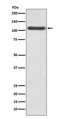 1 - Anti-CD62P SELP Rabbit Monoclonal Antibody ABO13766