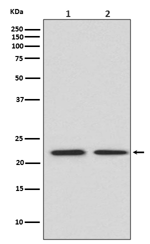 1 - Anti-FGF21 Rabbit Monoclonal Antibody ABO13767