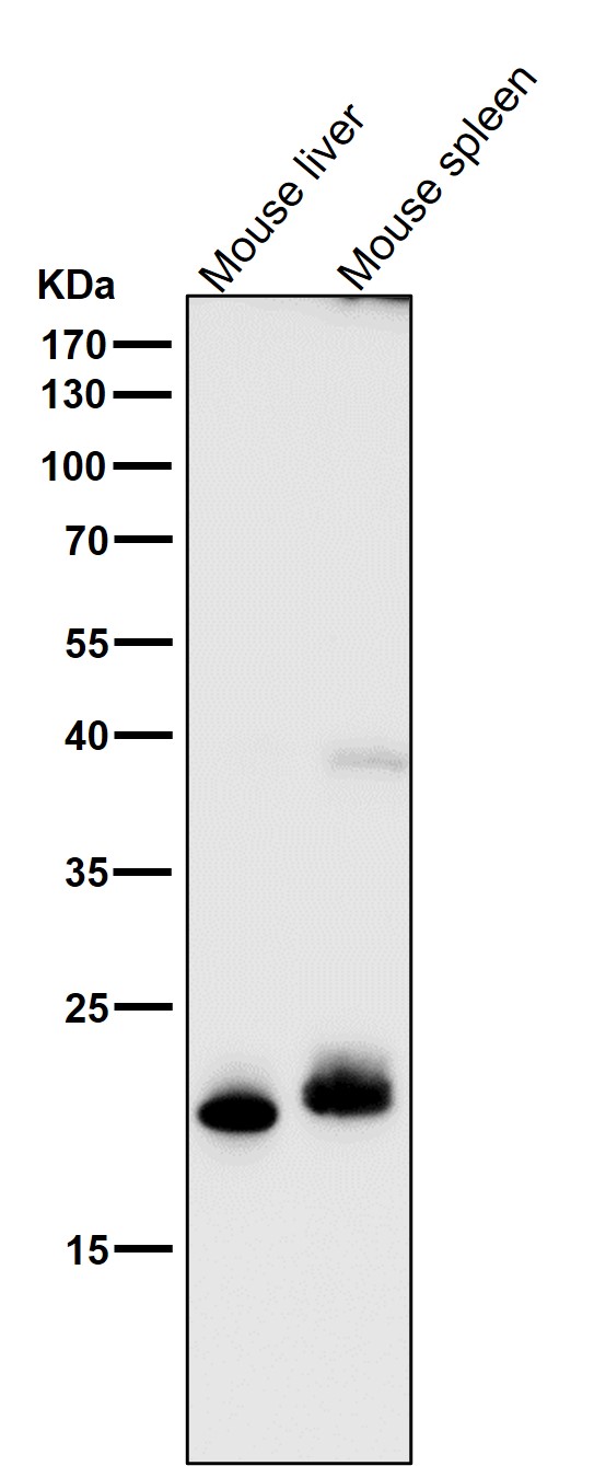 1 - Anti-FGF21 Rabbit Monoclonal Antibody ABO13767