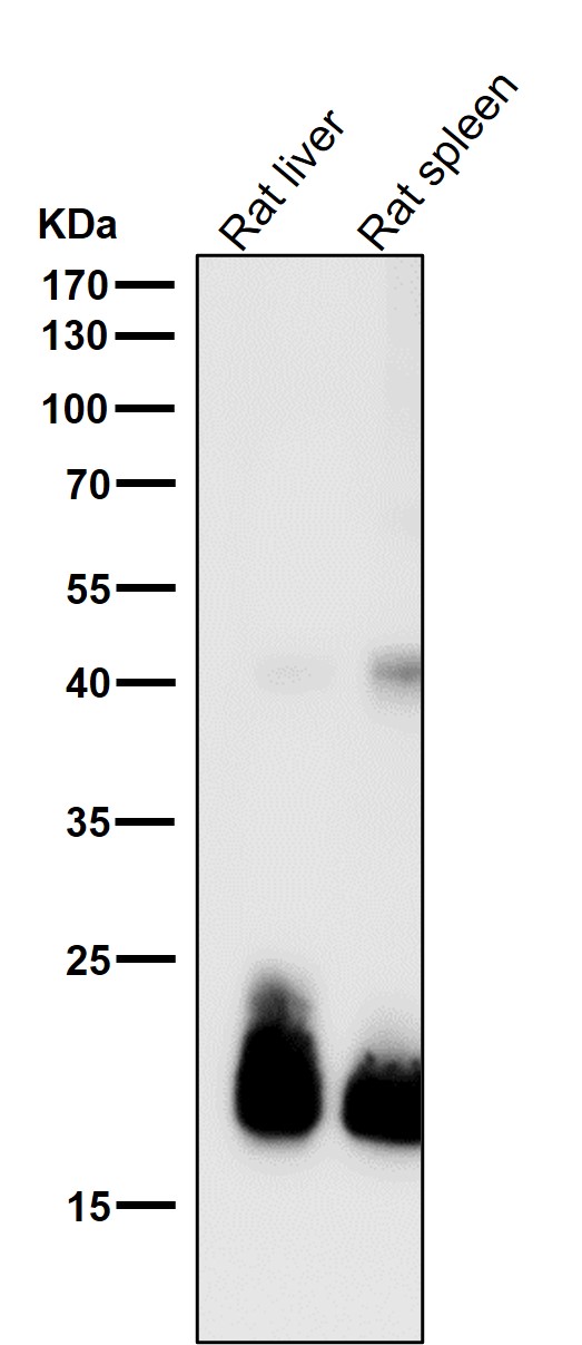 1 - Anti-FGF21 Rabbit Monoclonal Antibody ABO13767