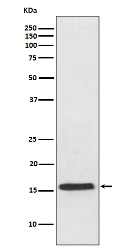 1 - Anti-VAMP2 Rabbit Monoclonal Antibody ABO13769