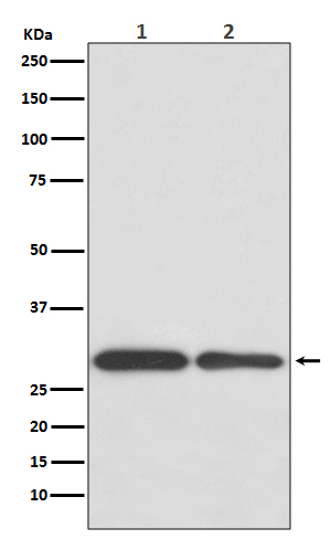 1 - Anti-BNIP3 Rabbit Monoclonal Antibody ABO13770