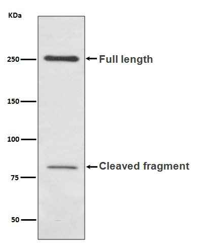1 - Anti-L1CAM Rabbit Monoclonal Antibody ABO13771
