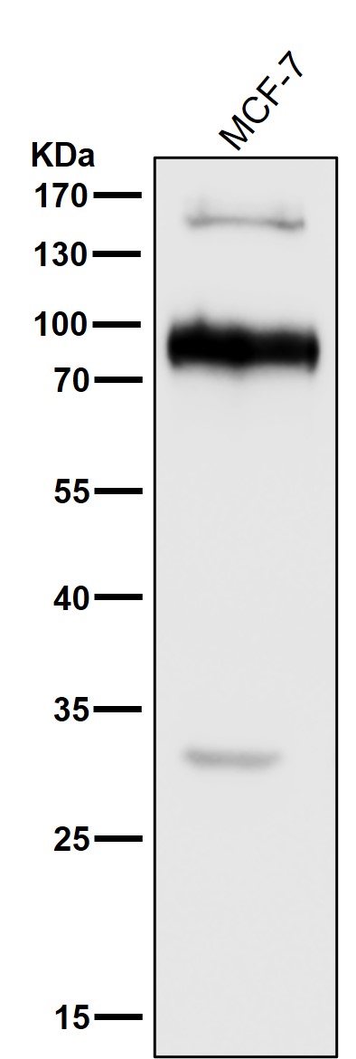 1 - Anti-L1CAM Rabbit Monoclonal Antibody ABO13771