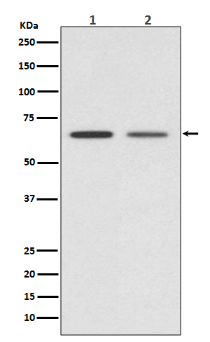 1 - Anti-GAD67 GAD1 Rabbit Monoclonal Antibody ABO13773