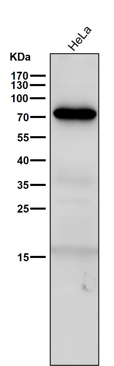 1 - Anti-GAD67 GAD1 Rabbit Monoclonal Antibody ABO13773