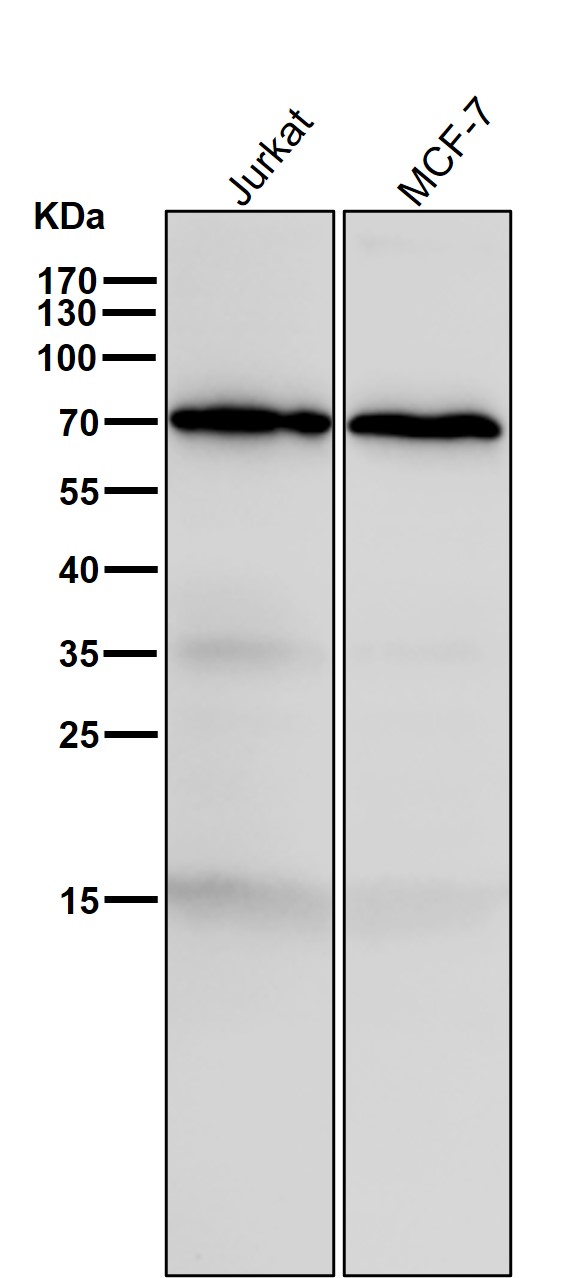 1 - Anti-GAD67 GAD1 Rabbit Monoclonal Antibody ABO13773