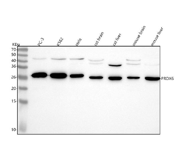 1 - Anti-PRDX6/Peroxiredoxin 6 Rabbit Monoclonal Antibody ABO13774