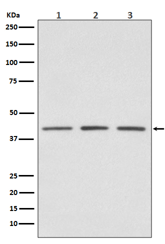 1 - Anti-PRMT1 Rabbit Monoclonal Antibody ABO13775